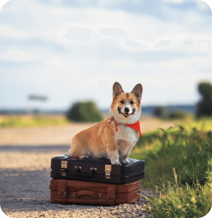 pet-travel-certificates-near-me-91570